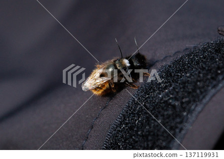 Two bees are captured in an intimate close-up moment, showing the details of their fuzzy bodies and delicate wings. Two bees are captured in an intimate close-up moment, showing the details of their fuzzy bodies and delicate wings. 137119931