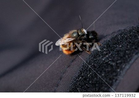 Two bees are captured in an intimate close-up moment, showing the details of their fuzzy bodies and delicate wings. Two bees are captured in an intimate close-up moment, showing the details of their fuzzy bodies and delicate wings. 137119932