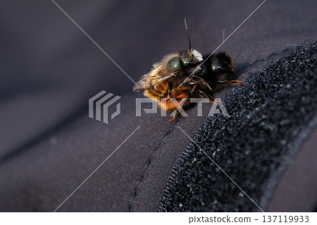 Two bees are captured in an intimate close-up moment, showing the details of their fuzzy bodies and delicate wings.  137119933