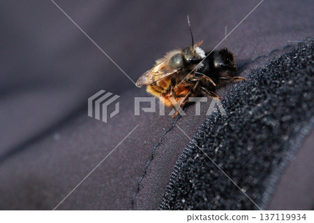 Two bees are captured in an intimate close-up moment, showing the details of their fuzzy bodies and delicate wings. Two bees are captured in an intimate close-up moment, showing the details of their fuzzy bodies and delicate wings. 137119934