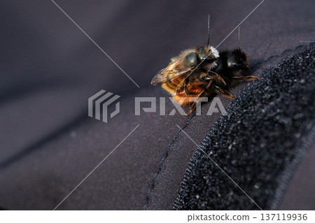 Two bees are captured in an intimate close-up moment, showing the details of their fuzzy bodies and delicate wings.  137119936