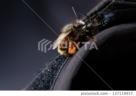 Two bees are captured in an intimate close-up moment, showing the details of their fuzzy bodies and delicate wings.  137119937