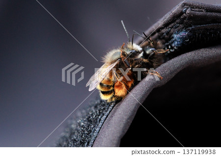 Two bees are captured in an intimate close-up moment, showing the details of their fuzzy bodies and delicate wings.  137119938
