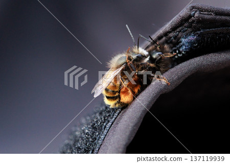 Two bees are captured in an intimate close-up moment, showing the details of their fuzzy bodies and delicate wings. Two bees are captured in an intimate close-up moment, showing the details of their fuzzy bodies and delicate wings. 137119939