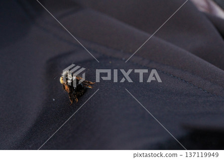Two bees are captured in an intimate close-up moment, showing the details of their fuzzy bodies and delicate wings. Two bees are captured in an intimate close-up moment, showing the details of their fuzzy bodies and delicate wings. 137119949