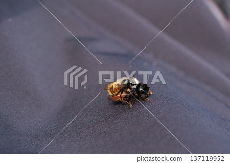 Two bees are captured in an intimate close-up moment, showing the details of their fuzzy bodies and delicate wings.  137119952