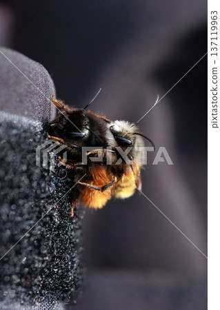 Two bees are captured in an intimate close-up moment, showing the details of their fuzzy bodies and delicate wings.  137119963