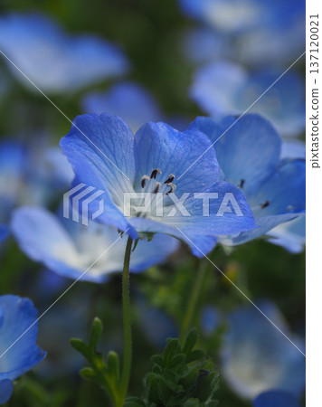 Spring image: Nemophila Spring image: Nemophila 137120021