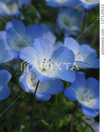 春季景象:粉蝶花 春季景象:粉蝶花 137120028
