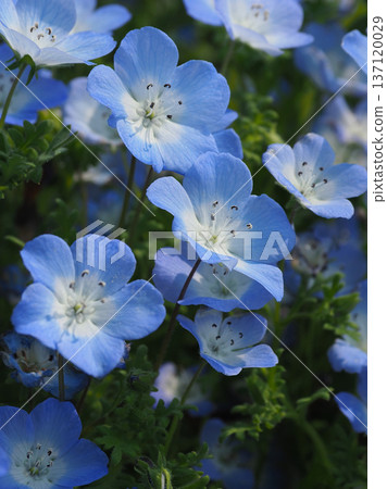 春季景象:粉蝶花 春季景象:粉蝶花 137120029