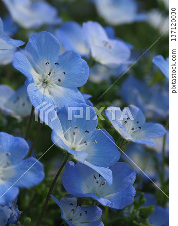 春季景象:粉蝶花 春季景象:粉蝶花 137120030