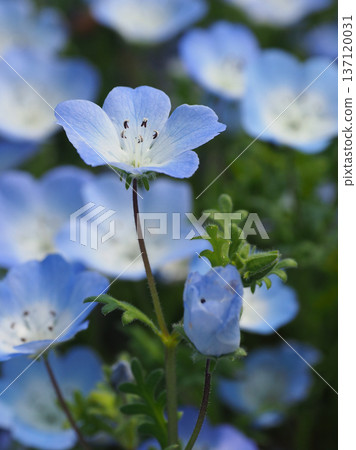春季景象:粉蝶花 春季景象:粉蝶花 137120031