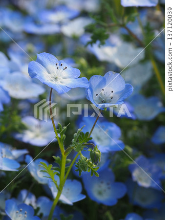 Spring image: Nemophila 137120039