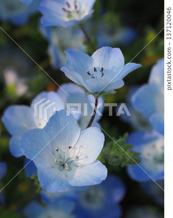 Spring image: Nemophila 137120046