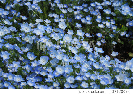 春季景象：粉蝶花 137120054