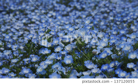 Spring image: Nemophila Spring image: Nemophila 137120055