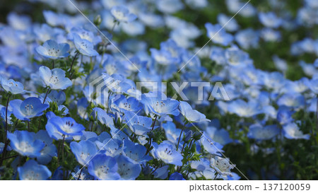 Spring image: Nemophila 137120059