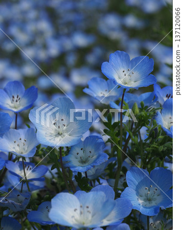 Spring image: Nemophila 137120066