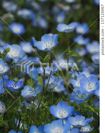 Spring image: Nemophila Spring image: Nemophila 137120067