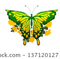 large butterfly without background yellow with green, a little color transition on the wings 137120127