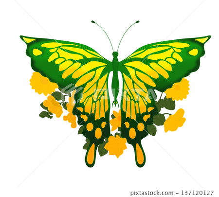 large butterfly without background yellow with green, a little color transition on the wings 137120127