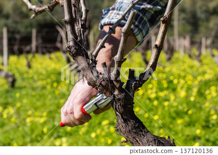 Farmer pruning the vine in winter. Agriculture. Farmer pruning the vine in winter. Agriculture. 137120136