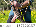 Farmer pruning the vine in winter. Agriculture. 137120137