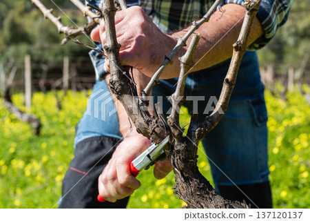Farmer pruning the vine in winter. Agriculture. Farmer pruning the vine in winter. Agriculture. 137120137