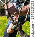 Farmer pruning the vine in winter. Agriculture. 137120138