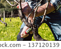 Farmer pruning the vine in winter. Agriculture. 137120139