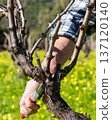 Farmer pruning the vine in winter. Agriculture. 137120140