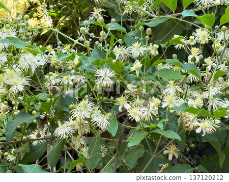 Clematis vitalba vine closeup with detailed white flowers and fresh green leaves. Wild plant, seasonal bloom, and natural biodiversity in outdoor summer habitat. Clematis vitalba vine closeup with detailed white flowers and fresh green leaves. Wild plant, seasonal bloom, and natural biodiversity in outdoor summer habitat. 137120212