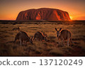 Dramatic sunset over Uluru, Ayers Rock 137120249