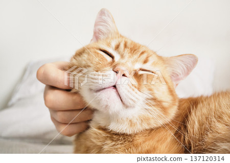 Hand petting ginger tabby cat enjoying affection with eyes closed Hand petting ginger tabby cat enjoying affection with eyes closed 137120314