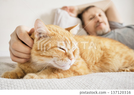 Man relaxing on bed, affectionately stroking ginger cat Man relaxing on bed, affectionately stroking ginger cat 137120316