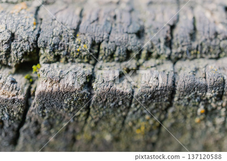 Macro photography of tree bark Macro photography of tree bark 137120588