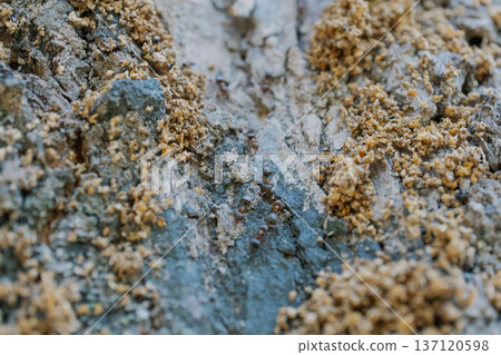 Macro photography of tree bark with ants Macro photography of tree bark with ants 137120598