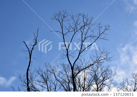 Beautiful silhouettes of winter trees with their leaves fallen Beautiful silhouettes of winter trees with their leaves fallen 137120651