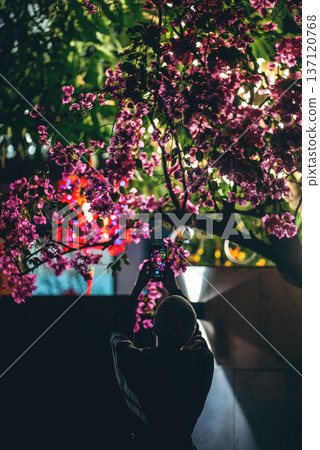 Woman photographing blooming tree with smartphone at night under city lights, Female capturing pink blossoms using mobile phone camera in evening urban tropical setting Woman photographing blooming tree with smartphone at night under city lights, Female capturing pink blossoms using mobile phone camera in evening urban tropical setting 137120768