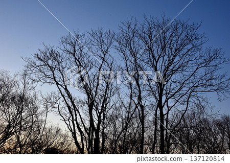 Beautiful silhouettes of winter trees with their leaves fallen Beautiful silhouettes of winter trees with their leaves fallen 137120814