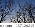 Beautiful silhouettes of winter trees with their leaves fallen 137120815