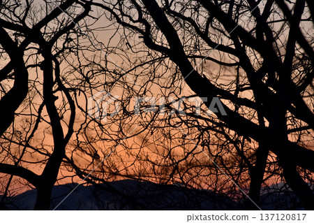 Beautiful silhouettes of winter trees with their leaves fallen Beautiful silhouettes of winter trees with their leaves fallen 137120817