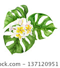 Watercolor illustration of tropical monstera leaves with white and yellow plumeria flowers arranged in lush composition. Hand painted botanical elements with rich green tones for travel summer project Watercolor illustration of tropical monstera leaves with white and yellow plumeria flowers arranged in lush composition. Hand painted botanical elements with rich green tones for travel summer project 137120951