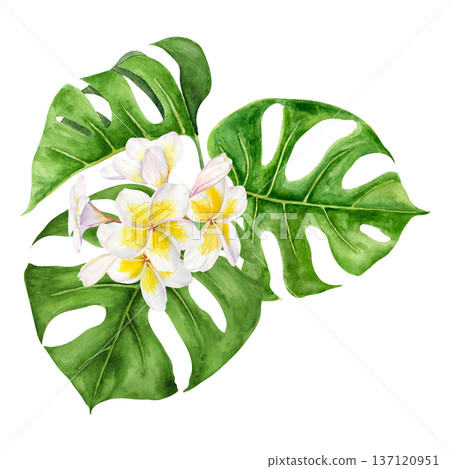 Watercolor illustration of tropical monstera leaves with white and yellow plumeria flowers arranged in lush composition. Hand painted botanical elements with rich green tones for travel summer project Watercolor illustration of tropical monstera leaves with white and yellow plumeria flowers arranged in lush composition. Hand painted botanical elements with rich green tones for travel summer project 137120951