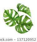 Watercolor illustration of three tropical monstera leaves arranged in organic composition. Hand painted botanical elements with rich green tones, detailed veins, natural gradients for summer project Watercolor illustration of three tropical monstera leaves arranged in organic composition. Hand painted botanical elements with rich green tones, detailed veins, natural gradients for summer project 137120952