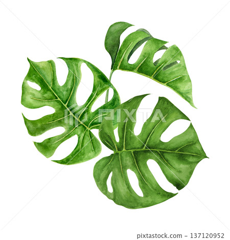 Watercolor illustration of three tropical monstera leaves arranged in organic composition. Hand painted botanical elements with rich green tones, detailed veins, natural gradients for summer project 137120952