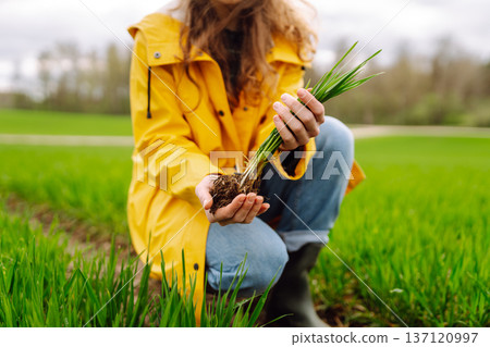 Farmer woman works in field, inspects the crop green wheat. Growing crops, green shoots. 137120997