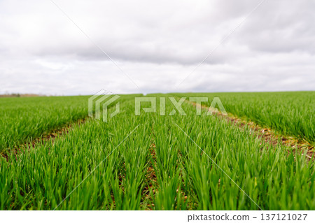 Field of green grass. Young plants growing in a farmer's field. Agriculture concept. Field of green grass. Young plants growing in a farmer's field. Agriculture concept. 137121027