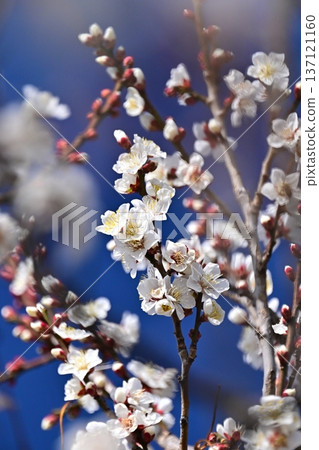 Plum blossoms in Dazaifu (for praying for success in exams, etc.) Plum blossoms in Dazaifu (for praying for success in exams, etc.) 137121160
