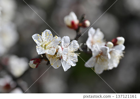 Plum blossoms in Dazaifu (for praying for success in exams, etc.) 137121161